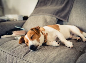 犬にメラトニンを使用しても安全ですか？ 