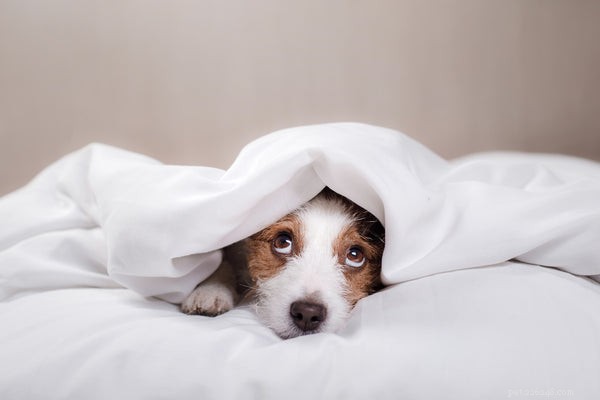 Je bezpečné používat melatonin pro psy?