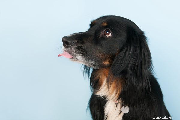 Por que seu cachorro está lambendo o ar? Uma olhada nesta peculiaridade canina