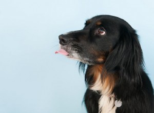 なぜあなたの犬は空気をなめるのですか？この犬の癖を見てください 