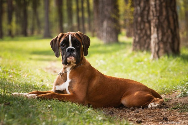 Co způsobuje psí prdy? Příběh za smradem