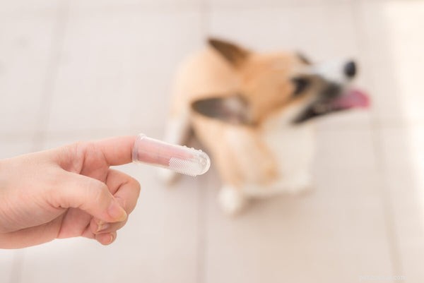 Comment nettoyer les dents d un chien sans brossage :5 techniques