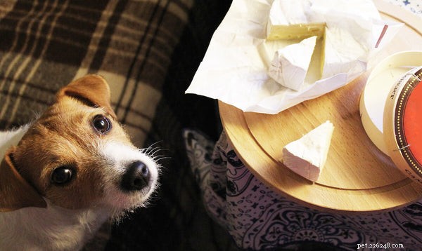 Os cães podem comer queijo? Riscos para a saúde do queijo para cães