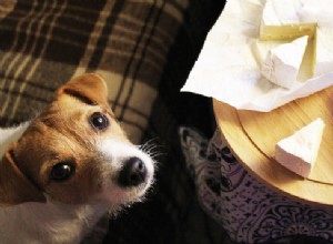 犬はチーズを食べることができますか？犬のためのチーズの健康リスク 