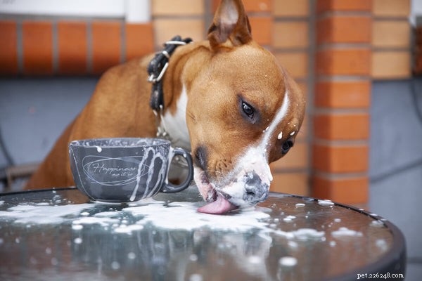 Můžou psi pít mléko? Když je bezpečné sdílet doušek
