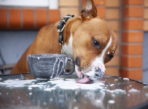 개가 우유를 마실 수 있습니까? 한 모금 나누는 것이 안전할 때