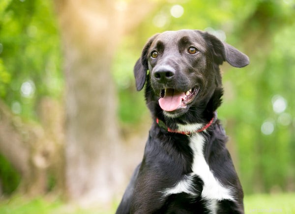 Brusha en hunds tänder:din steg-för-steg-guide