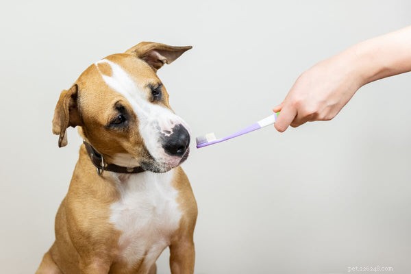 Escovar os dentes de um cachorro:seu guia passo a passo