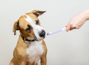 Чистка зубов собаке:пошаговое руководство