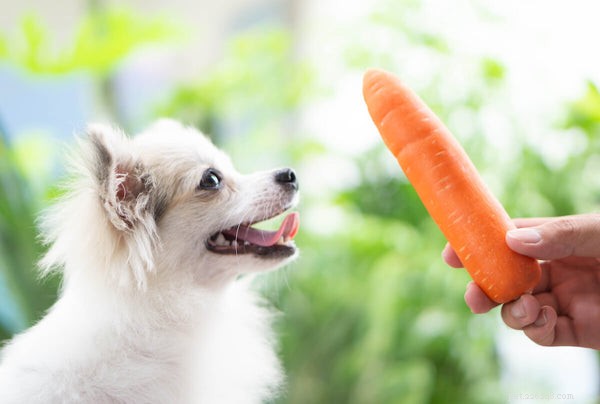Kunnen honden wortelen eten? Waarom wroeten voor deze wortelgroente