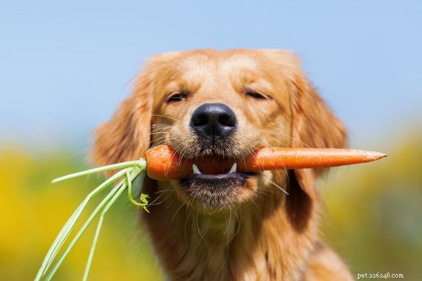 Můžou psi jíst mrkev? Proč byla kořenová zelenina zakořeněna