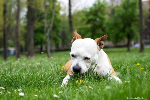 Proč psi žerou trávu a měl bych se o to starat?