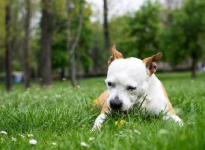 なぜ犬は草を食べるのですか、そして私は心配する必要がありますか？ 