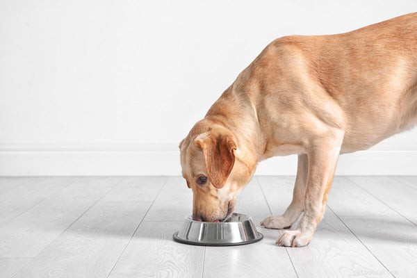 Как выбрать корм для собак с чувствительным желудком