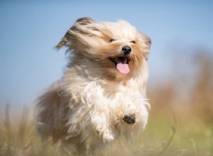 Добавки для суставов для собак:преимущества и рекомендации