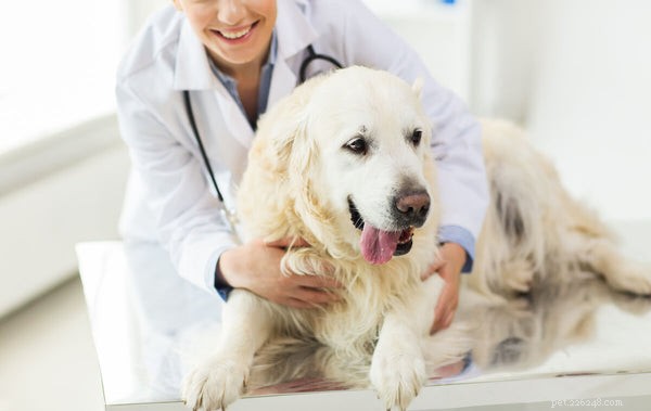 IBS hos hundar:Vad husdjursägare bör veta