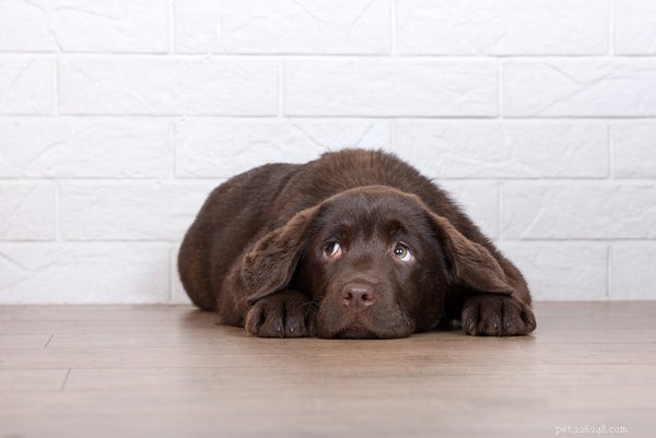 СРК у собак:что должны знать владельцы домашних животных