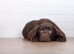 IBS u psů:Co by měli vědět majitelé domácích mazlíčků