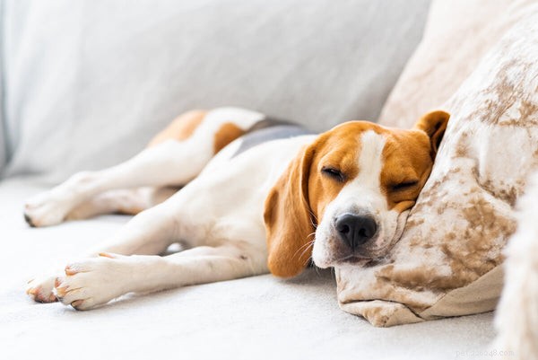 Dejte si doma úlevu Fido:Domácí léky na alergie na psy