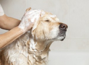 Donnez Fido Relief à la maison :Remèdes maison pour les allergies aux chiens