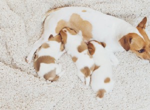 Могут ли собаки не переносить лактозу? Правда о собаках и молочных продуктах