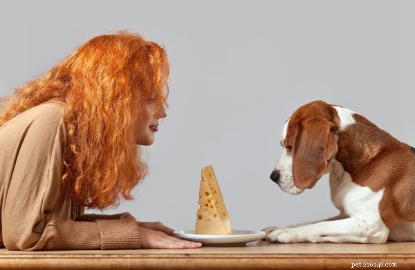 개가 유당 불내증이 될 수 있습니까? 개와 유제품에 대한 진실