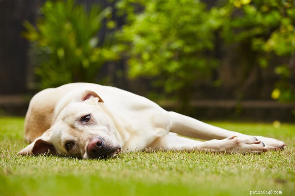 Как определить и справиться с расстройством желудка у собак