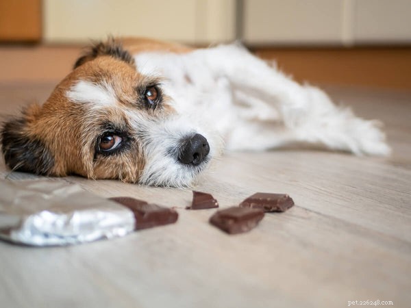 Como identificar e lidar com a dor de estômago de seus cães