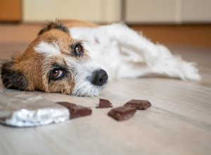 Jak rozpoznat žaludeční nevolnost u svých psů a jak se s nimi vypořádat
