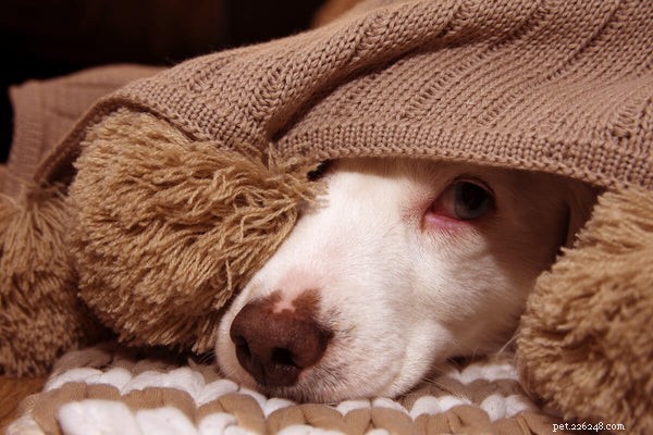 Lugnande godsaker för hundar:Hur fungerar de och vad finns i dem?