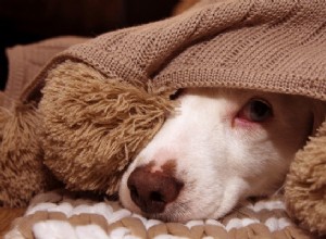 Успокаивающие лакомства для собак:как они работают и что в них содержится?