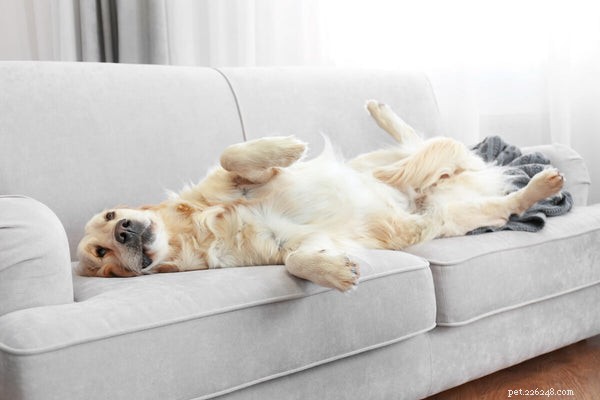Dolcetti calmanti per cani:come funzionano e cosa contengono?