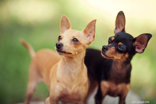 Что делать с ушными клещами у собак? Профилактика и лечение