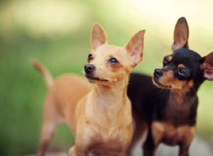 Co mám dělat s ušními roztoči u psů? Prevence a léčba