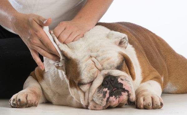 개 귀 진드기에 대해 어떻게 해야 합니까? 예방 및 치료