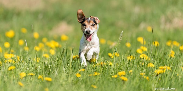 Sezónní alergie u psů:Příčiny, příznaky a nápravy 