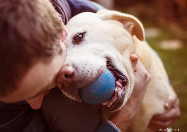 Сезонная аллергия на собак:причины, симптомы и способы устранения