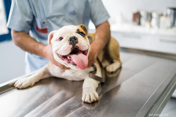 Alergias sazonais a cães:causas, sintomas e remédios