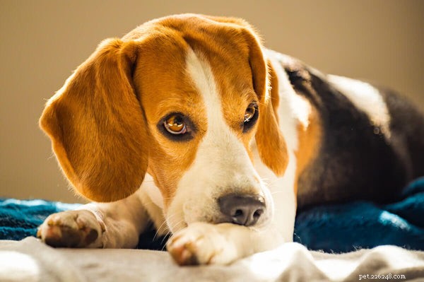 7 remèdes maison contre les puces sur les chiens qui peuvent réellement fonctionner