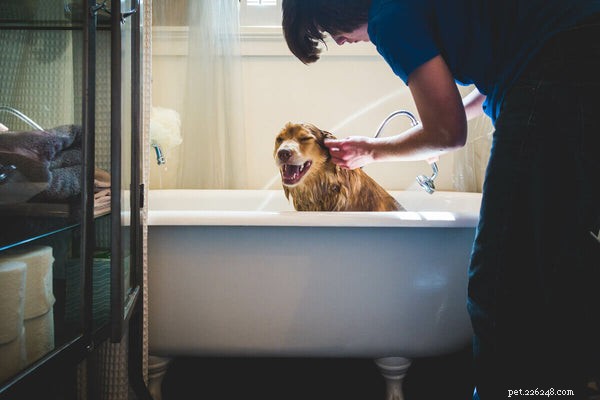 7 rimedi casalinghi per le pulci sui cani che possono effettivamente funzionare