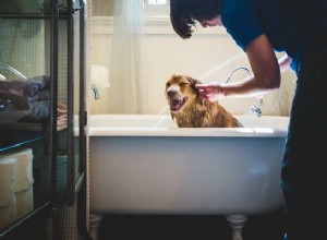 7 домашних средств от блох у собак, которые действительно могут помочь