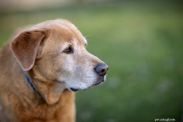 Artritis bij honden:wat u kunt doen om uw huisdier te ondersteunen