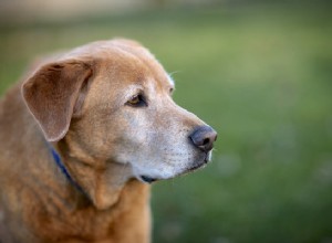 Артрит у собак:что вы можете сделать, чтобы поддержать своего питомца