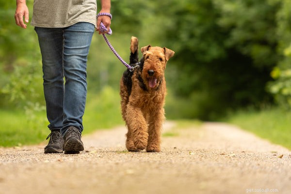 L arthrite chez le chien :ce que vous pouvez faire pour aider votre animal de compagnie