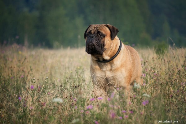 Artrite nei cani:cosa puoi fare per sostenere il tuo animale domestico