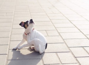 Suchá kůže mých psů:Jaký je problém a jak mohu pomoci?