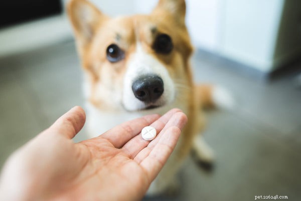 개를 위한 비타민:언제 사용하고 어떻게 선택하는지