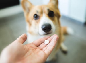 Vitamíny pro psy:Kdy je používat a jak si je vybrat