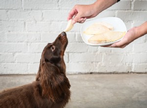Může můj pes jíst kuře? Jak připravit kuře pro psy a štěňata