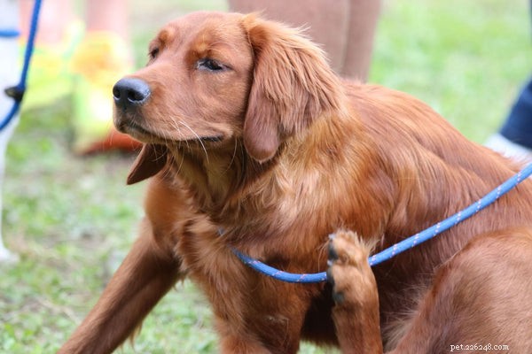 Atopisk dermatit hos hundar – orsaker, symtom och behandlingsalternativ